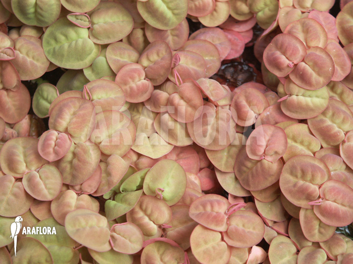 Phyllanthus fluitans