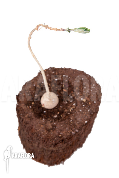 Phyllanthus mirabilis ‘Starter’