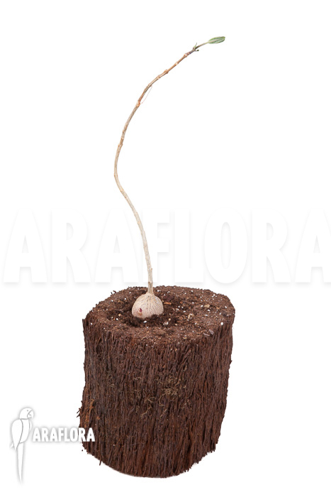 Phyllanthus mirabilis ‘Starter’