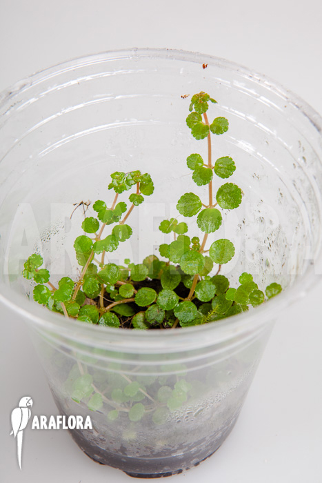 Pilea depressa ‘Starter’