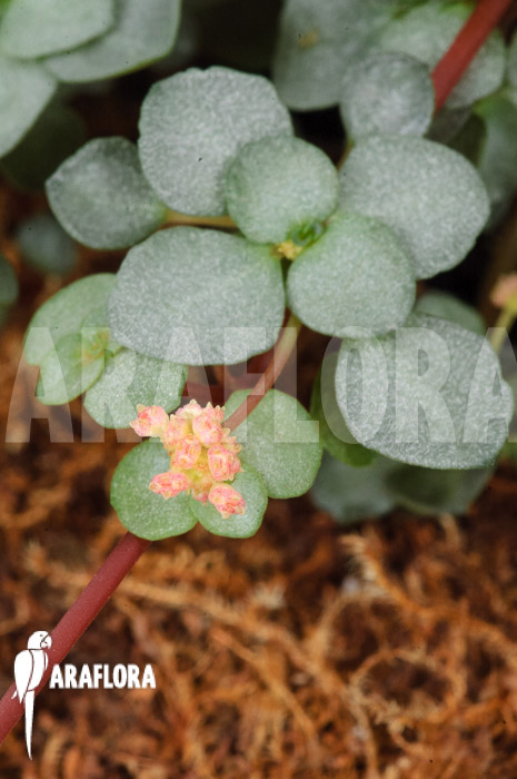 Pilea glauca ‘M’