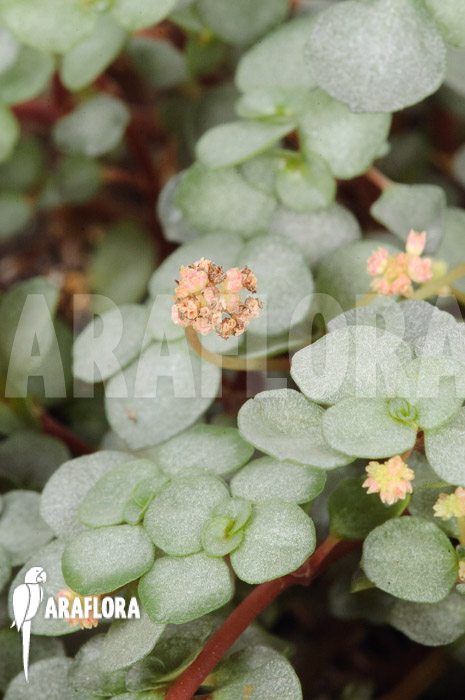 Pilea glauca