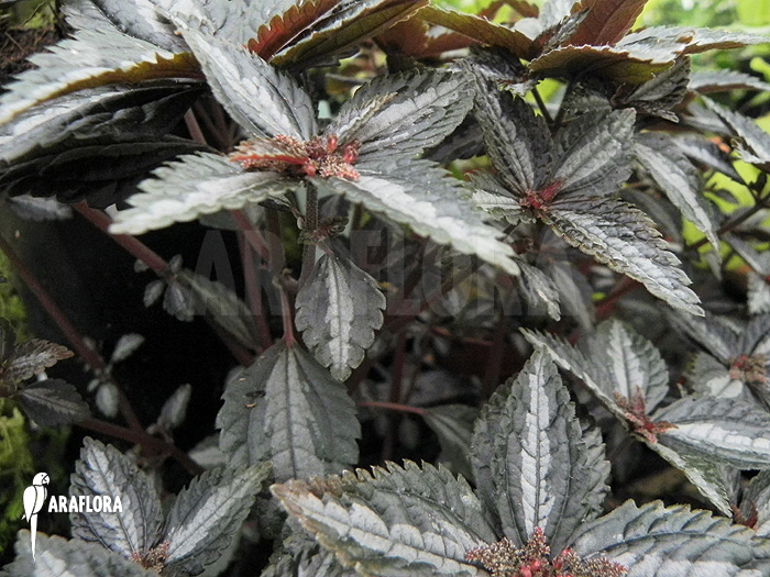 Pilea involucrata ‘Liner’