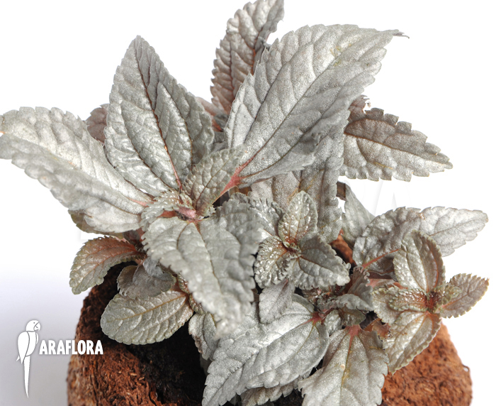 Pilea involucrata ‘Silver’