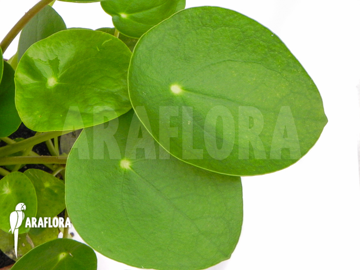 Pilea peperomioides