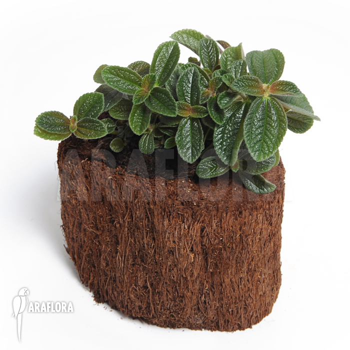 Pilea spruceana