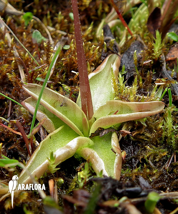 Pinguicula alpina