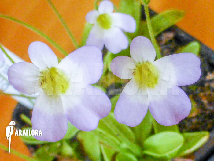 Pinguicula crystallina subsp. Hirtiflora
