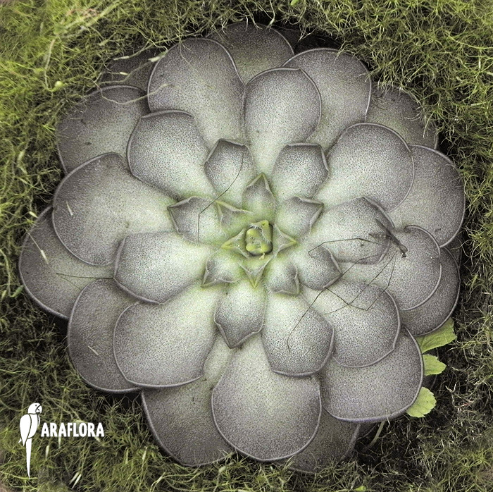 Pinguicula cyclosecta