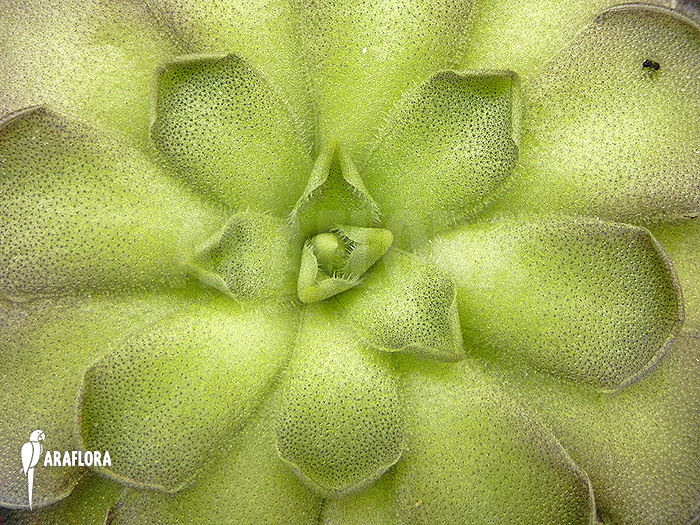 Pinguicula cyclosecta