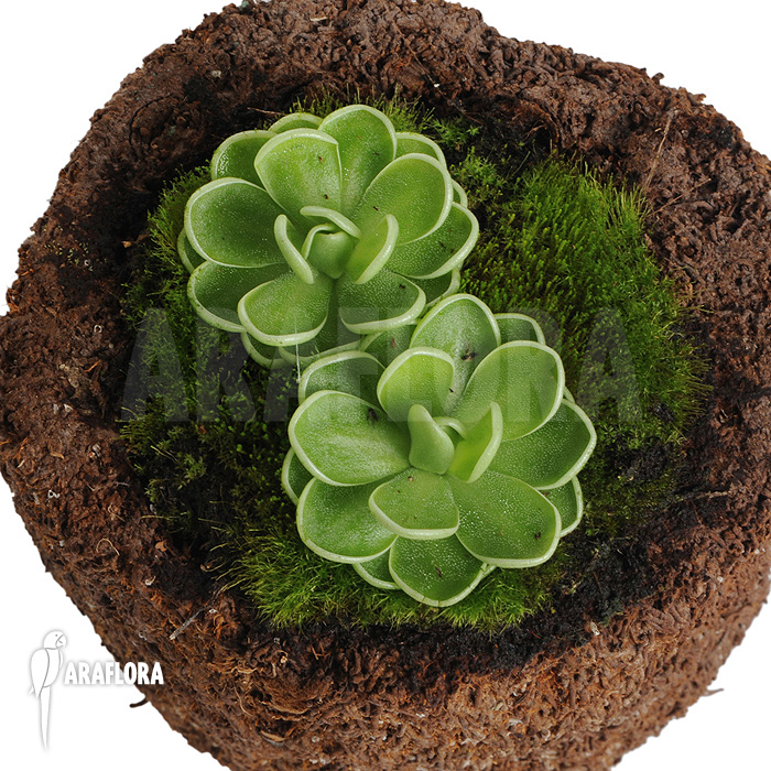 Pinguicula ehlersiae