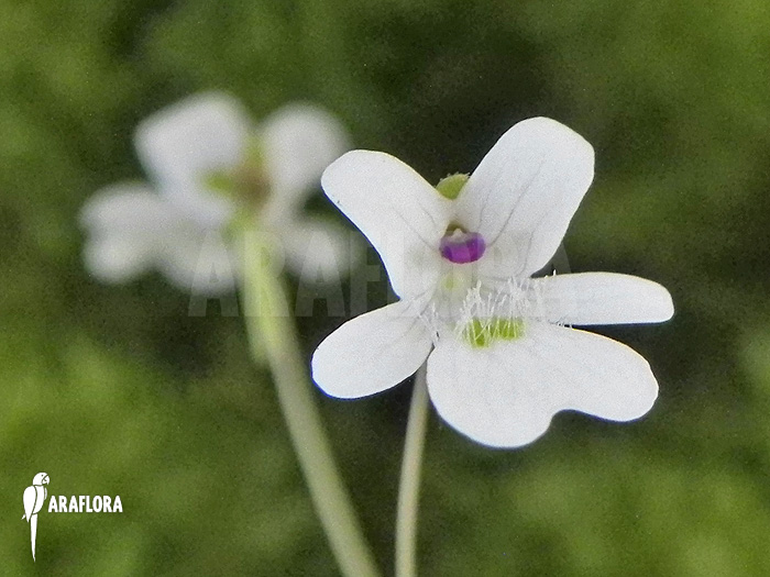 Pinguicula gracilis