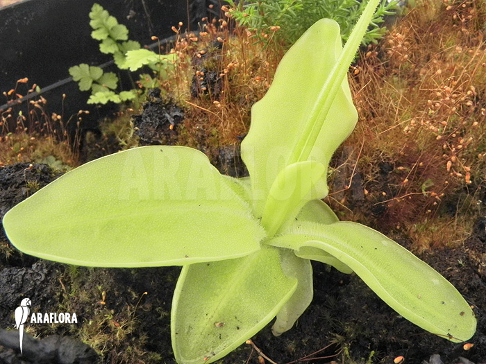 Pinguicula grandiflora leaf