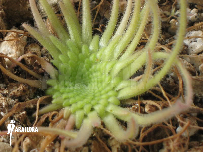 Pinguicula gypsicola
