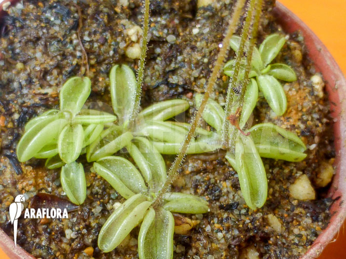 Pinguicula lusitanica