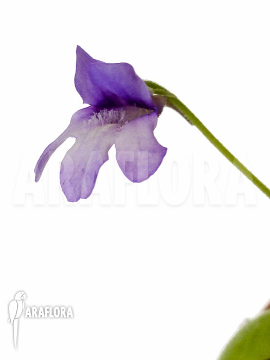Pinguicula macroceras