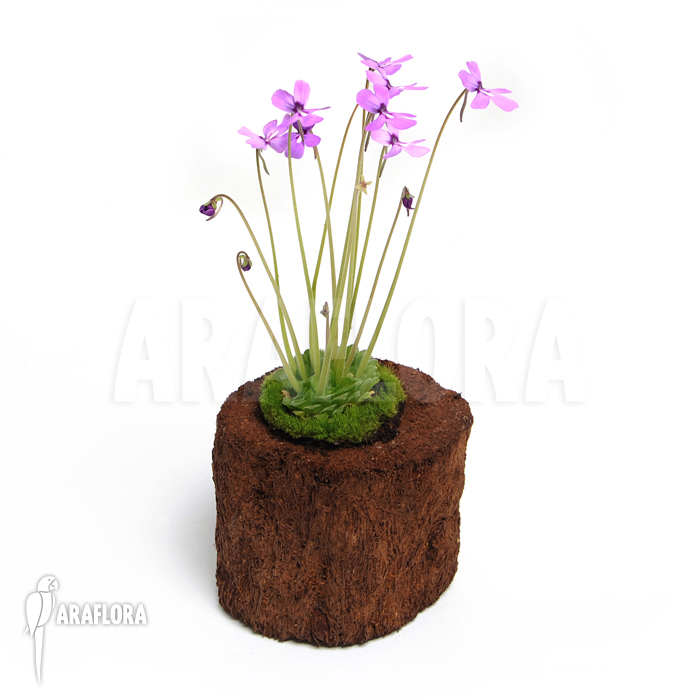 Pinguicula moranensis