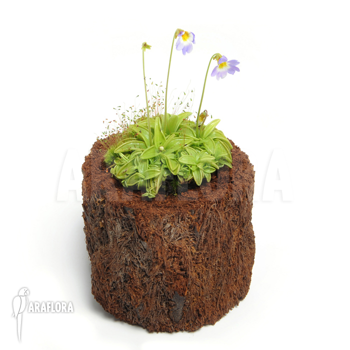 Pinguicula primuliflora