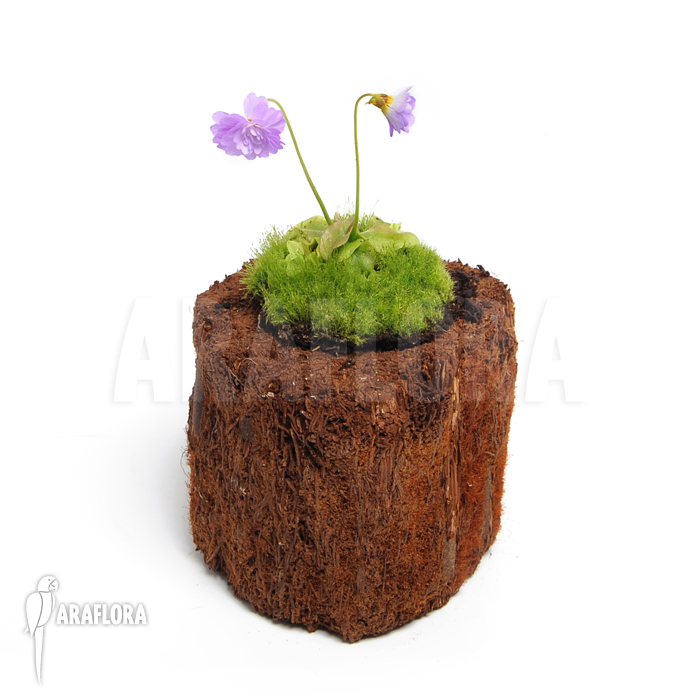 Pinguicula primuliflora ‘Rose’