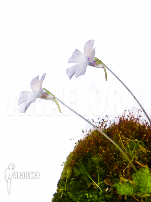 Pinguicula rotundifolia