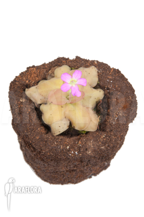 Pinguicula species Guatamala