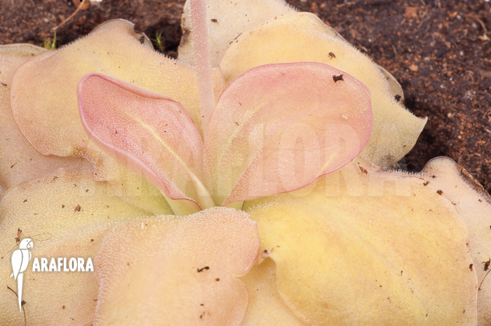 Pinguicula species Guatamala