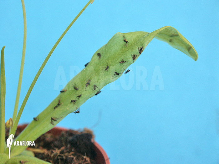 Pinguicula vallisneriifolia