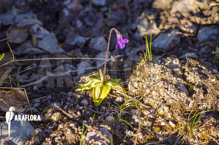 Pinguicula vulgaris natural habitat