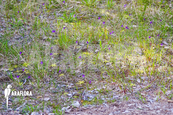Pinguicula vulgaris natural habitat
