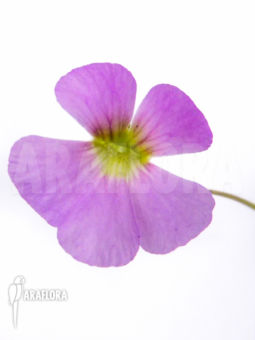 Pinguicula x ‘Tina’