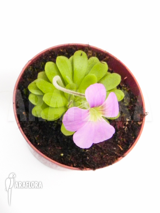 Pinguicula x ‘Tina’