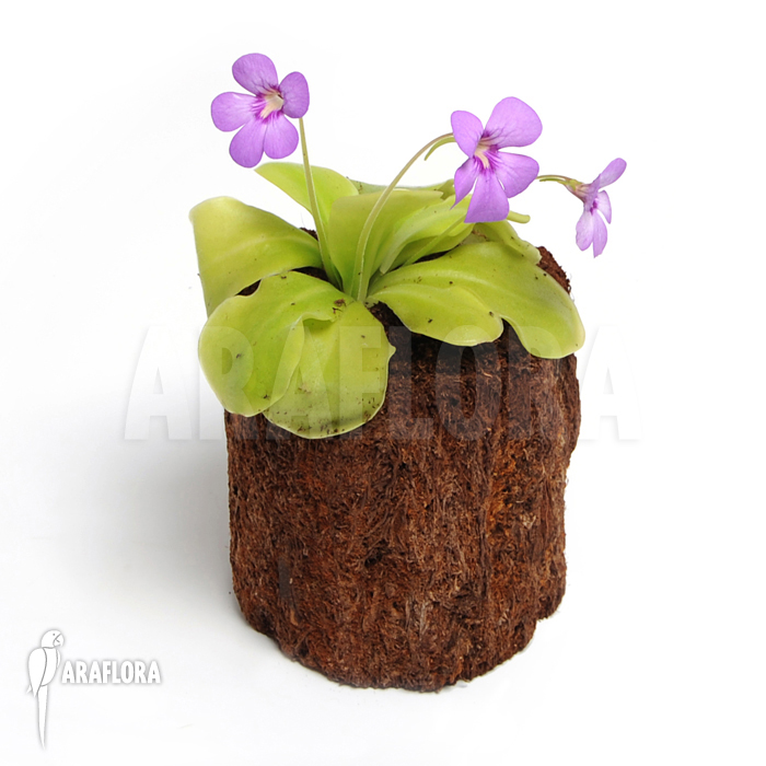 Pinguicula x ‘Tina’