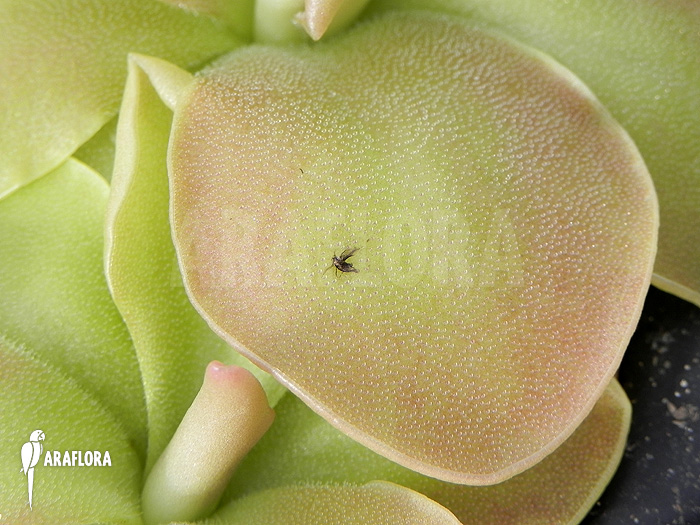 Pinguicula x ‘Weser’