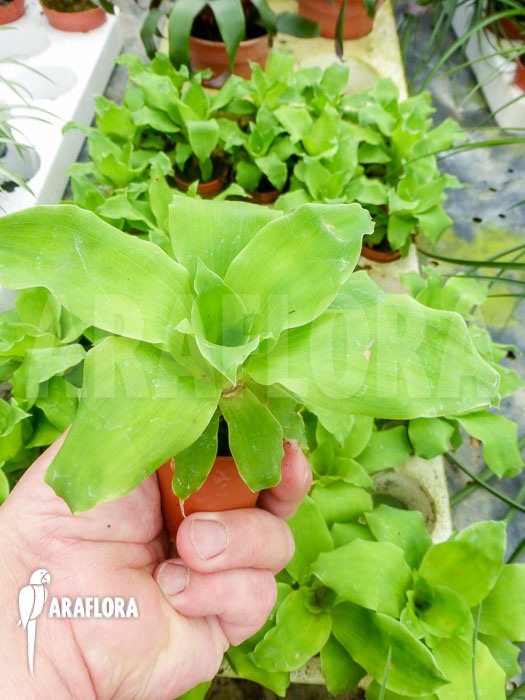 Pitcairnia tabuliformis Starter