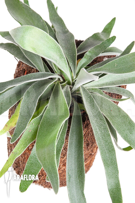 Platycerium veitchii