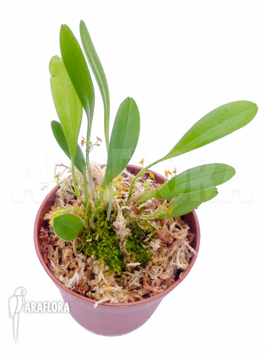 Platystele stenostachya Starter