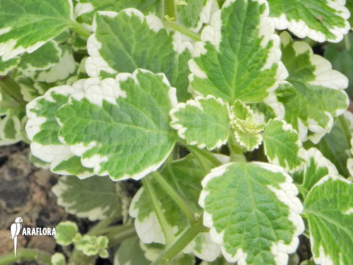 Plectranthus coleoides ‘Variegatus’