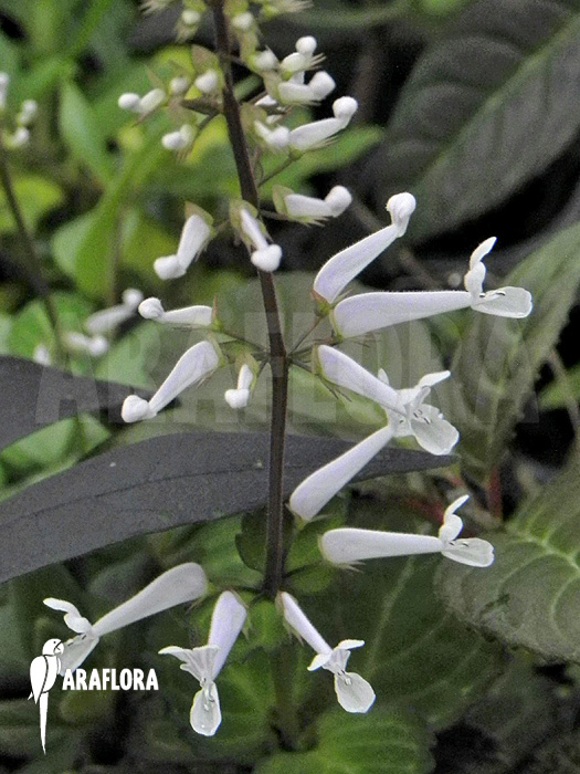 Plectranthus oertendahlii