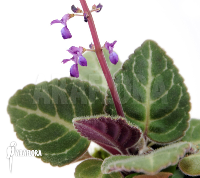 Plectranthus scaposus