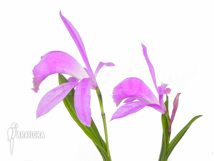 Pleione formosana purple