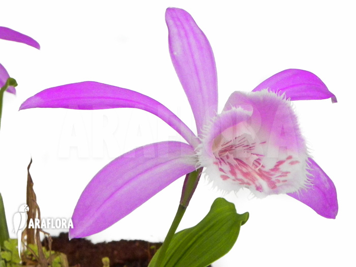 Pleione formosana purple