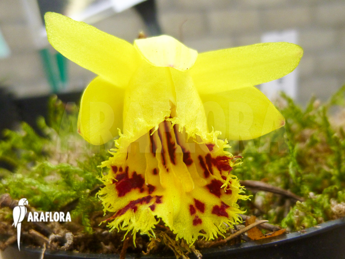 Pleione forrestii