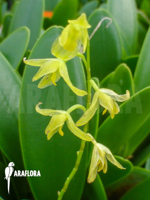 Pleurothalis racemiflora