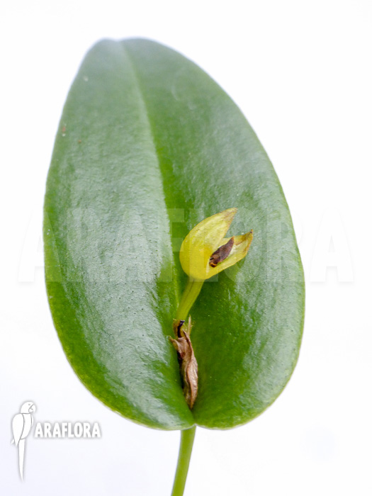 Pleurothallis bothros