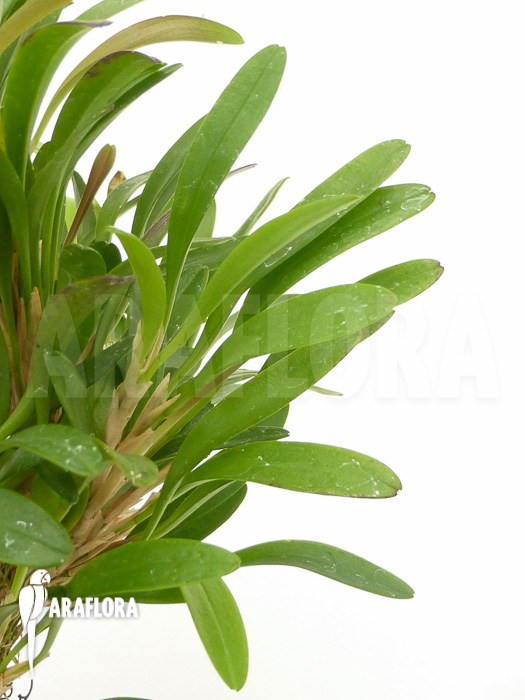 Pleurothallis costaricensis