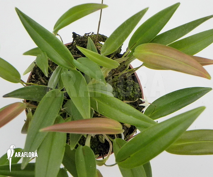 Pleurothallis eumecocaulon