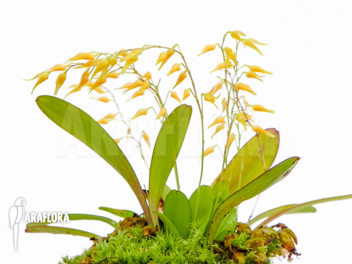 Pleurothallis grobyi