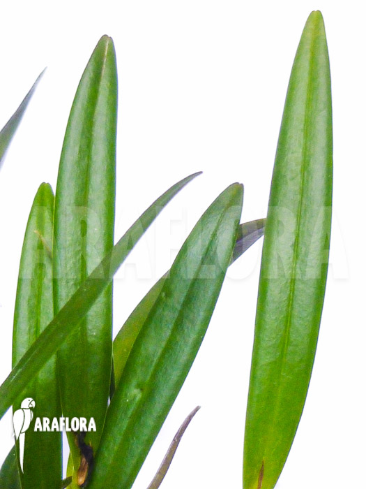 Pleurothallis hemirhoda