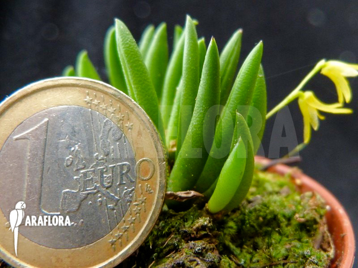 Pleurothallis leptotifolia