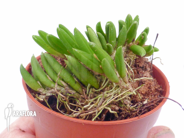 Pleurothallis leptotifolia